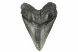 Serrated, Fossil Megalodon Tooth - South Carolina #178753-1